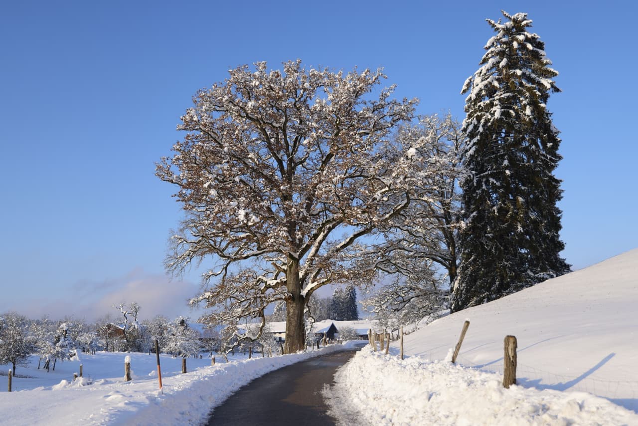 A long snow-covered driveway stretching between trees toward a distant house