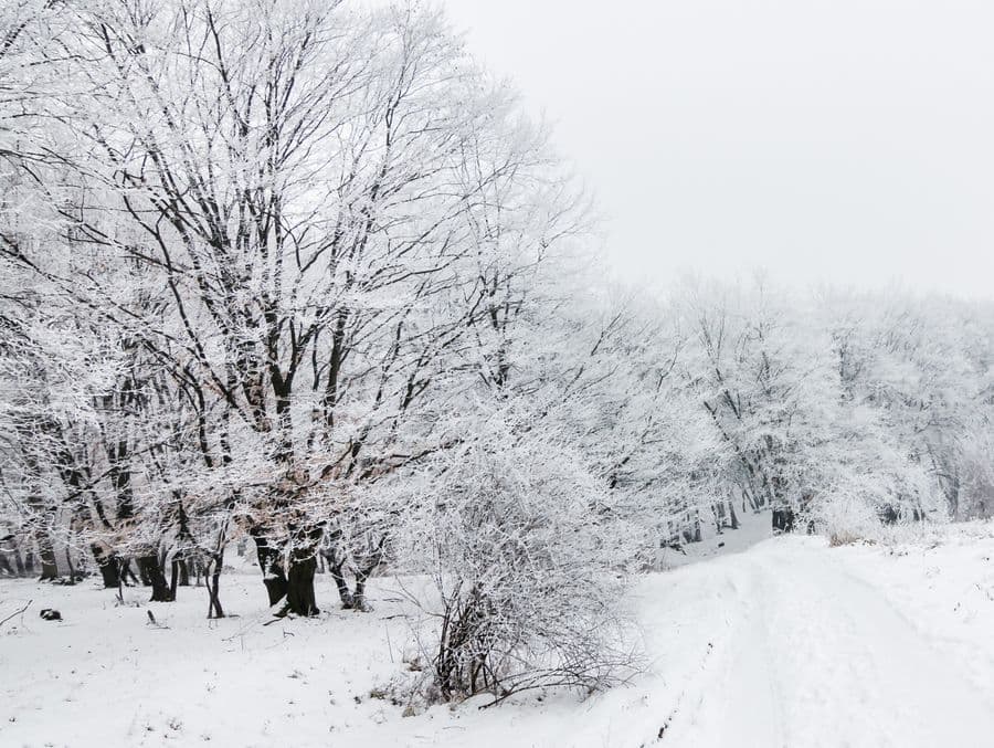 A snow-covered road running through winter trees