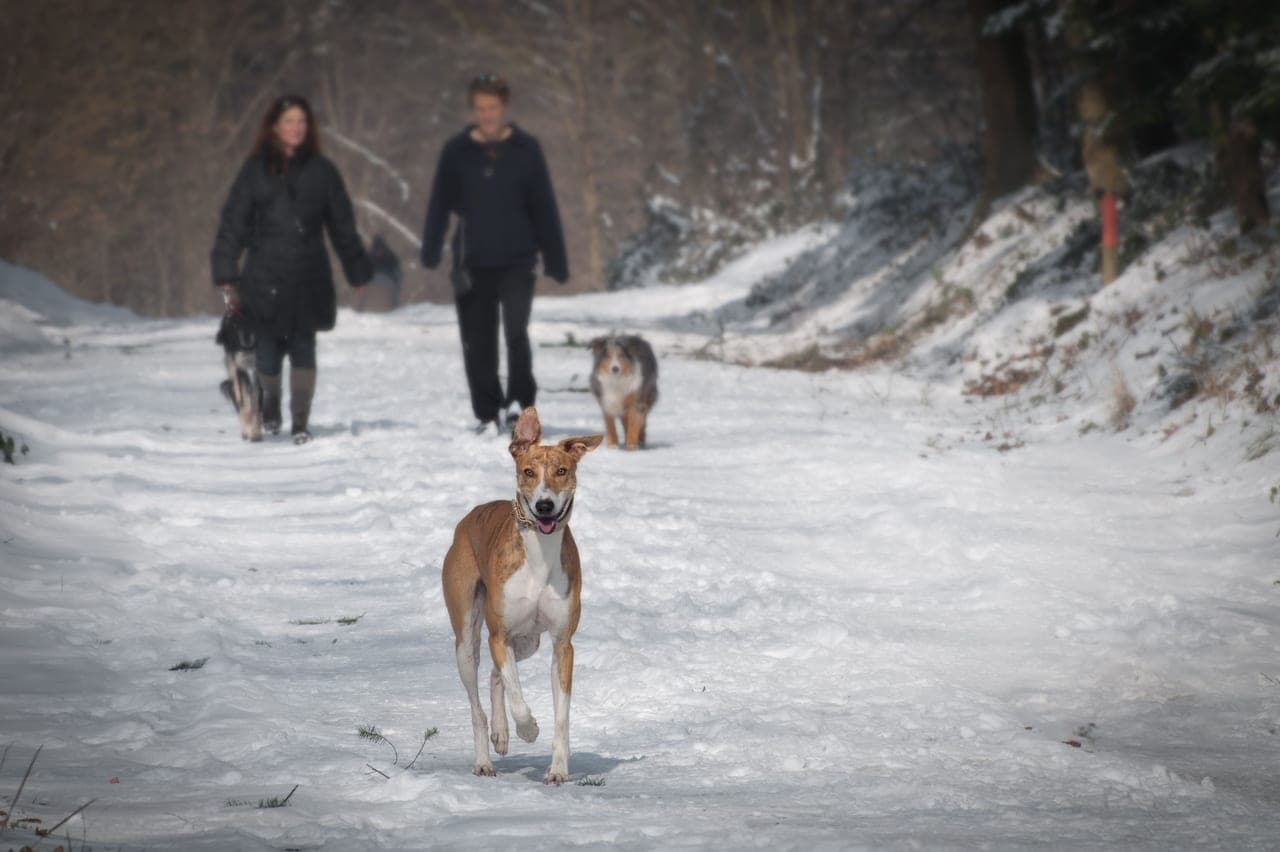 A dog walking along a cleared, treated path beside snowbanks