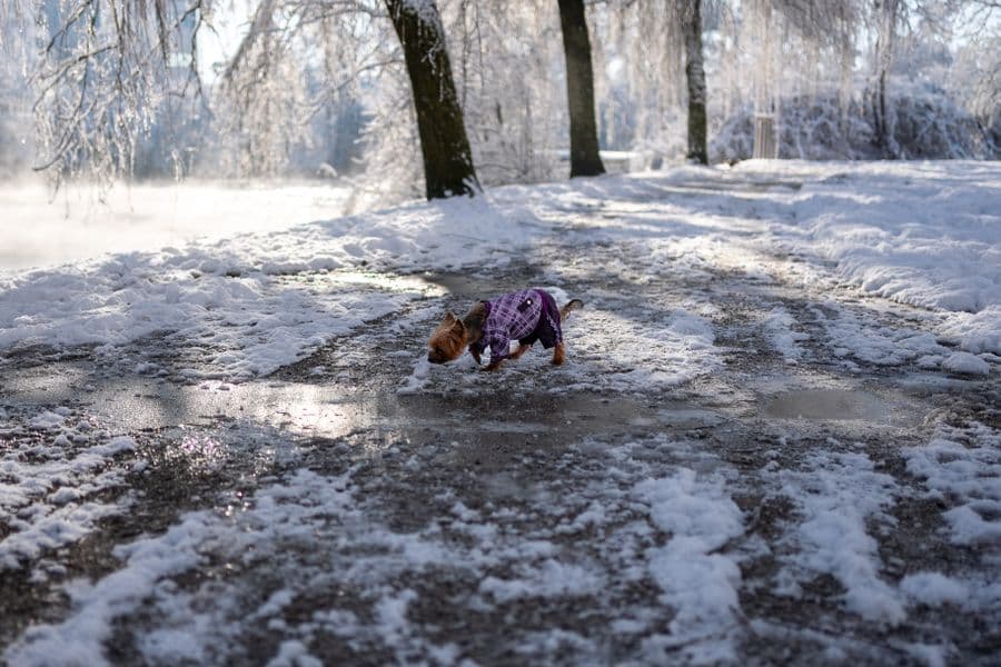 A small dog in a winter coat walking through a snowy park