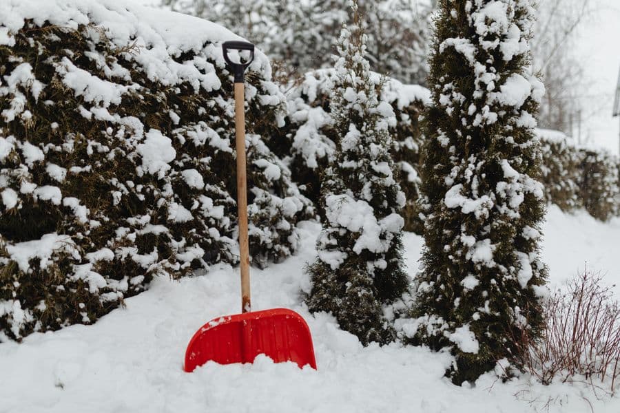 A red snow shovel leaning against a snow-covered hedge in winter